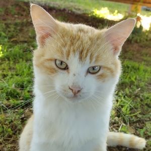 Firu! Rest in paradise 🙏